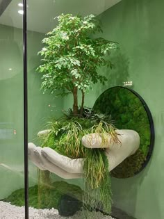 a bonsai tree in a glass case with moss growing on the bottom and below