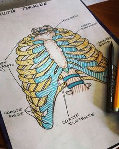 an image of a diagram of the human body on top of a book with pencils