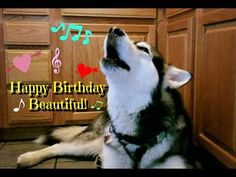 a husky dog sitting in front of a kitchen counter with musical notes on it's side