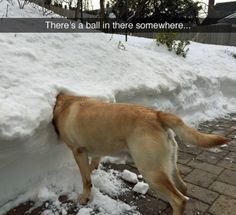 a brown dog standing next to a pile of snow on top of a brick sidewalk