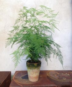 a potted plant sitting on top of a wooden table next to two boxes and a wall