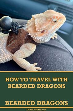 a bearded dragon sitting on the back of a car with text overlay reading how to travel with bearded dragons