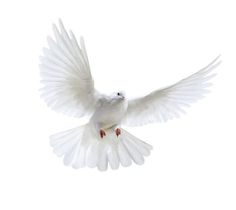 a white bird flying through the air with its wings spread