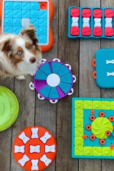 Seven Nina Ottoson Dog puzzles layed out on hard wood floor with an australian shepard standing next to the puzzles looking at the camera Dog Food Puzzles Diy, Homemade Dog Puzzles, Puzzles For Dogs, Toys To Keep Dogs Busy, Puzzle Toys For Dogs, Dogs Room, Dog Toys Indestructable