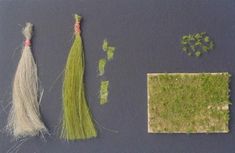 three different types of grass and other things on a table with one piece of paper