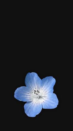 a blue flower on a black background