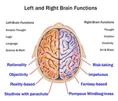 Left And Right Brain, Brain Diagram, Music And The Brain, Gross Anatomy, Scientific Thinking, Left Brain, Brain Memory, Frontal Lobe, Brain Gym