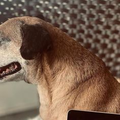 a dog with its mouth open sitting in front of a laptop computer and looking at the screen