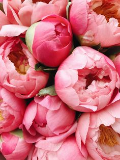 a bunch of pink flowers that are on display