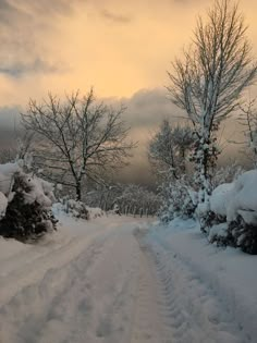 a snowboarder is going down a snowy path in the woods at sunset or dawn