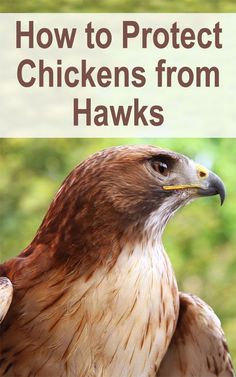 a hawk with the words how to protect chickens from hawks on it's back