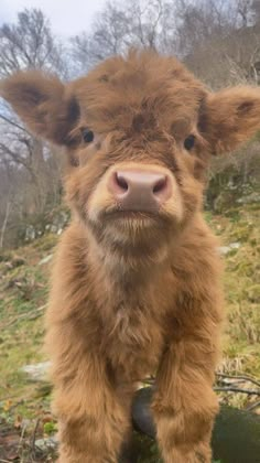 a small brown cow standing on top of a lush green field