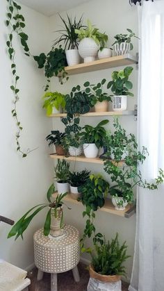 some plants are sitting on shelves in a room