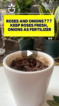 a cup filled with dirt sitting on top of a table next to potted plants