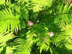 some pink flowers and green leaves in the sun