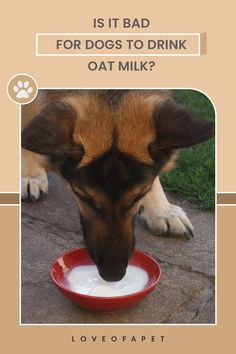 Is It Bad For Dogs To Drink Oat Milk? Pet Care