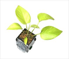 a small plant with green leaves in a glass vase