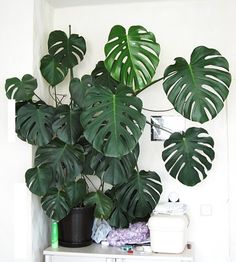 a large green plant sitting on top of a white shelf