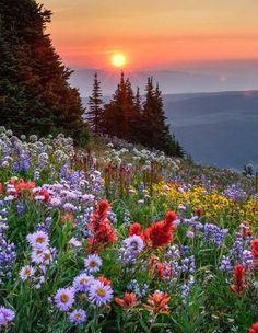 wildflowers and pine trees on the side of a mountain at sunset