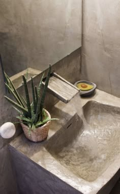 a bathroom sink with a potted plant in it