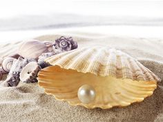 shells and pearls are on the sand at the beach, one shell has a pearl in it