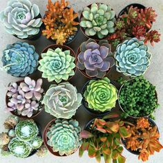 many different types of succulents in pots