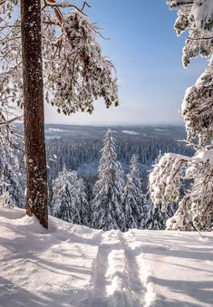 a snow covered forest filled with trees under a blue cloudy sky and some footprints in the snow