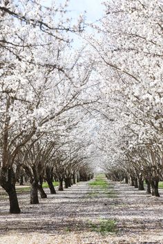 the trees are blooming very nicely in this park