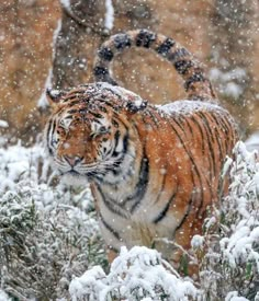 a tiger is walking through the snow covered bushes and shrubs in front of some trees