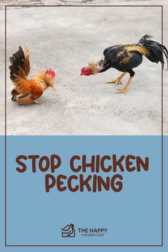 Two roosters facing off with text "STOP CHICKEN PECKING" above and a logo of The Happy Chicken Coop below.