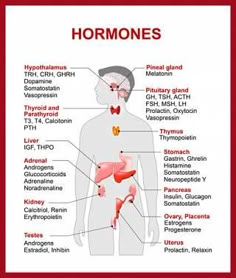 the anatomy of the human body and its major organs, including the livers, pancretam, bronchles, bile