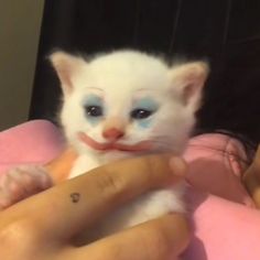 a person holding a small white kitten with blue eyes