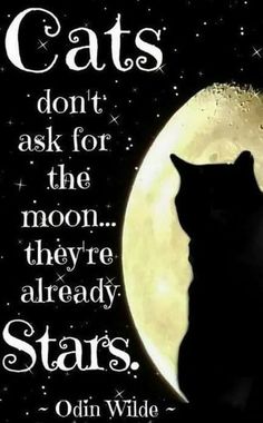 a black cat sitting in front of a full moon with the caption cats don't ask for the moon they already stars