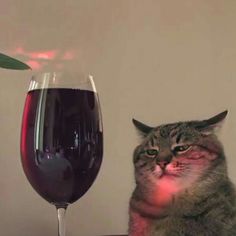 a cat sitting next to a glass of wine