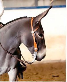 a man riding on the back of a gray horse