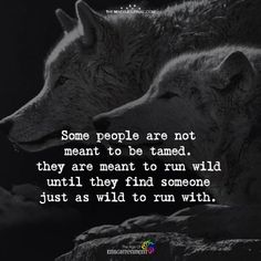 two wolfs with the quote some people are not meant to be tame they are meant to run wild until they find someone just as wild to run with