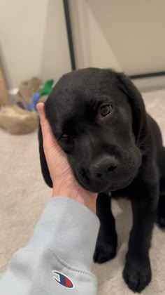 a black puppy is being petted by someone's hand