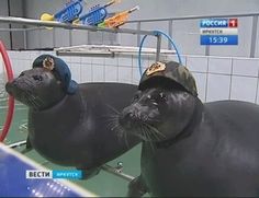 two sealions wearing hats in an enclosure