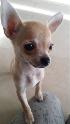 a small chihuahua puppy standing on top of a rock looking at the camera with an alert look