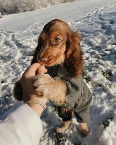 a small dog is being petted by someone's hand on the snow covered ground