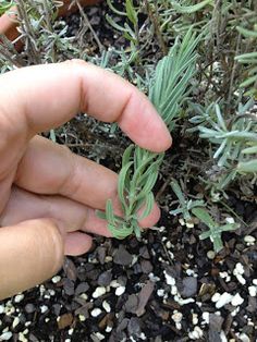 a person is holding out their hand to plant some plants in the dirt and gravel