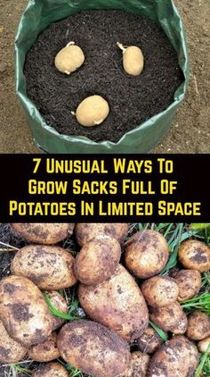 potatoes are growing in the ground with text overlay that reads 7 unusual ways to grow sacks full of potatoes in limited space