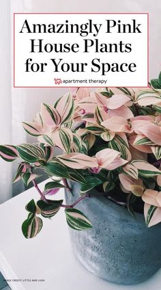 pink house plants for your space