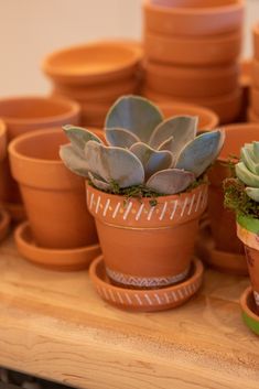 there are many potted plants on the table