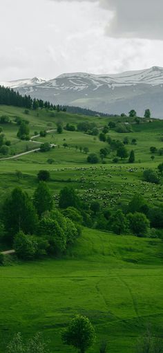 a lush green field with trees and mountains in the background