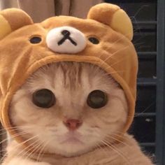 a cat wearing a teddy bear hat on top of it's head and looking at the camera