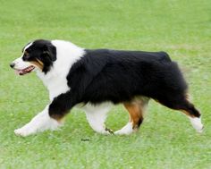 a black, white and brown dog is walking in the grass