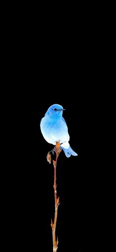 a small blue bird sitting on top of a plant in front of a black background