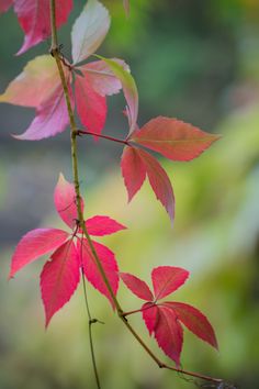 a branch with red leaves on it