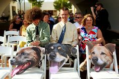 two dogs sitting on white chairs with their faces painted onto them as people look on